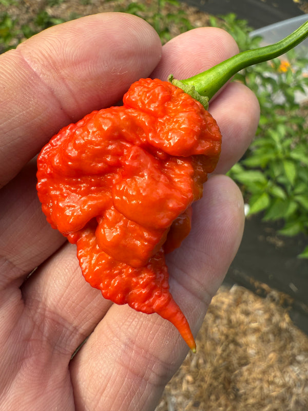 Strawberry Death Spiral Chili Jam
